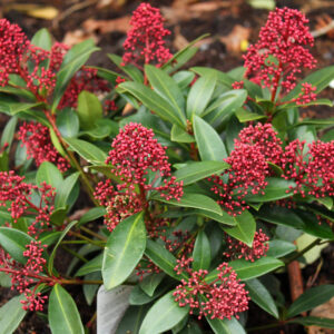 Japán dérbabér ‘Rubesta’ (Skimmia japonica ‘Rubesta’)