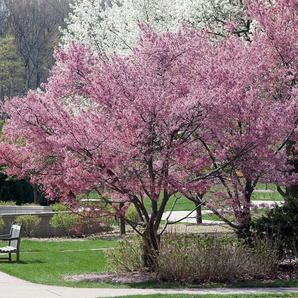 Japán díszcseresznye (Prunus ‘Okame’) (szoliter)