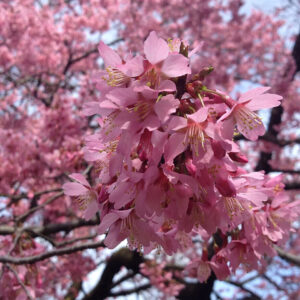 Japán díszcseresznye (Prunus ‘Okame’) (szoliter)