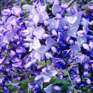 Lila virágú lilaakác (Wisteria brachybotrys ‘Ikoyama Fuji’)
