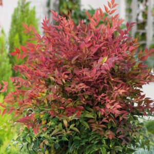 Japán szentfa (Nandina domestica)