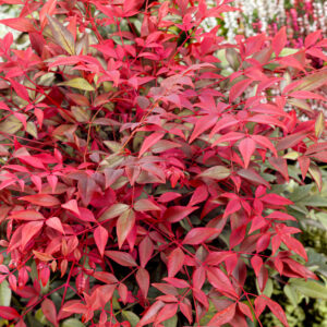 Japán szentfa (Nandina domestica ‘Gulf Stream’)