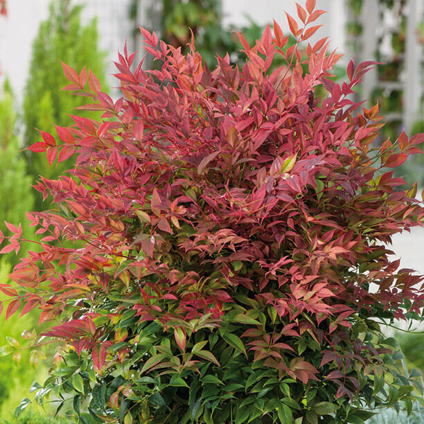 Japán szentfa (Nandina domestica)