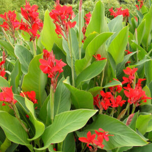 Indiai kánna (Canna indica)