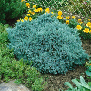 Kék boróka (Juniperus squamata ‘Sander’s Blue’)