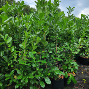 Babérmeggy (Prunus laurocerasus ‘Rotundifolia’)