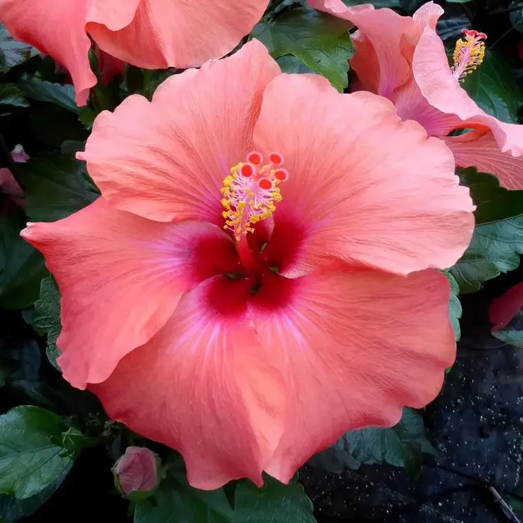 Kerti hibiszkusz ‘Longlife Yupla’ (Hibiscus ‘Longlife Yupla’)
