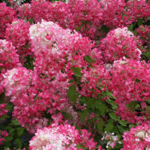 Kerti hortenzia (Hydrangea paniculata ‘Pink Lady’)