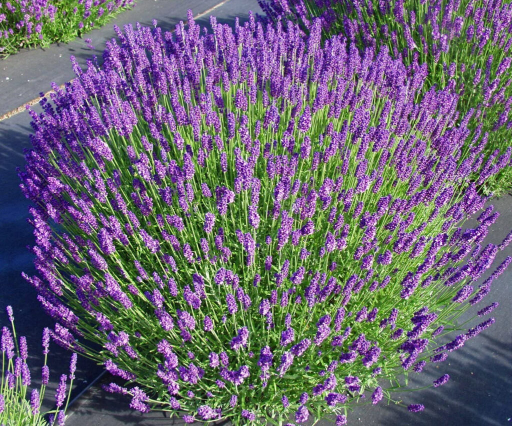 Keskenylevelű levendula (Lavandula angustifolia ‘Hidcote’)