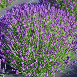 Keskenylevelű levendula (Lavandula angustifolia ‘Hidcote’)