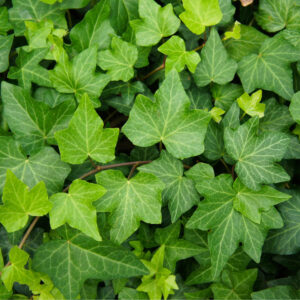 Közönséges borostyán (Hedera helix ‘Green Ripple’)