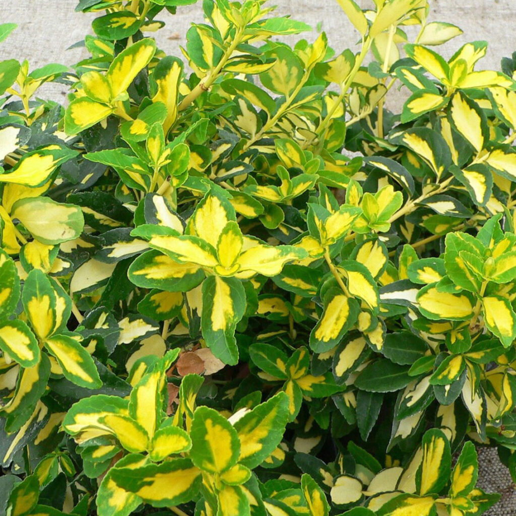 Kúszó kecskerágó (Euonymus fortunei ‘Sunspot’)