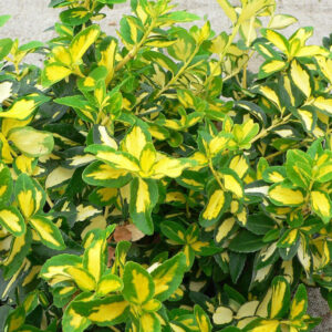 Kúszó kecskerágó (Euonymus fortunei ‘Sunspot’)
