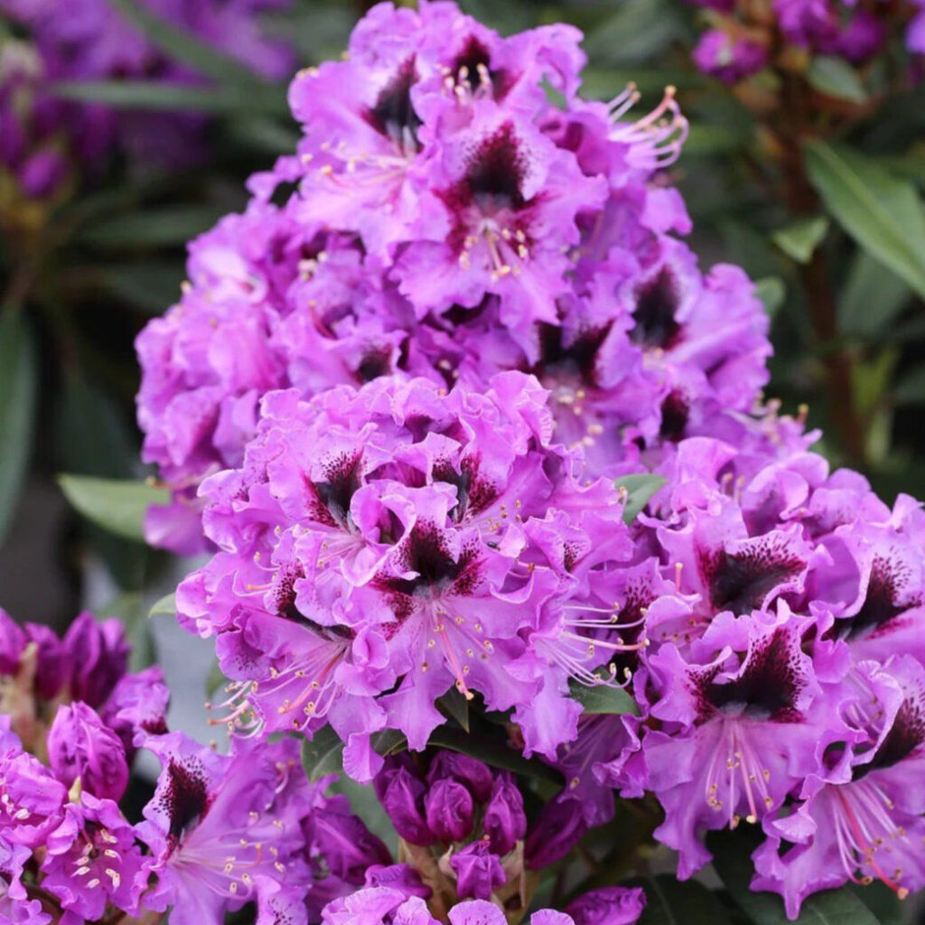 Lila havasszépe (Rhododendron ‘Blue Jay’)