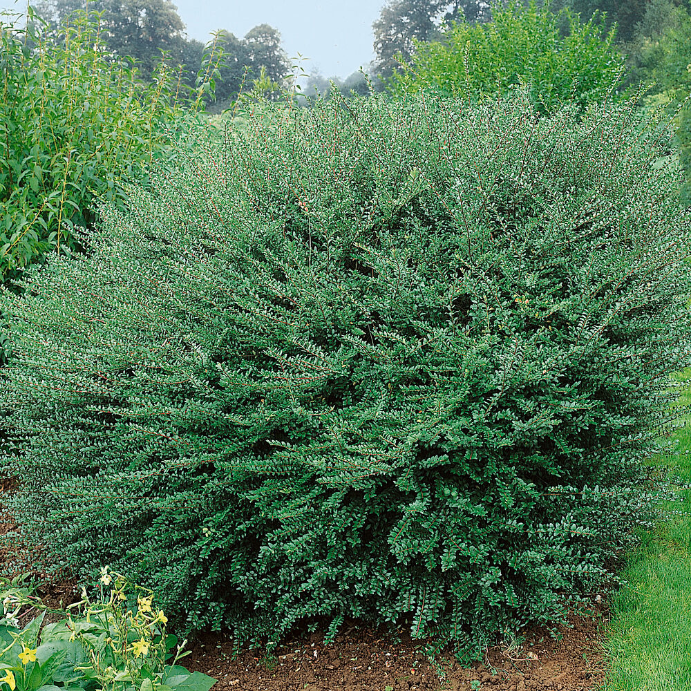 Fényeslevelű lonc (Lonicera nitida ‘Hohenheimer Findling’)