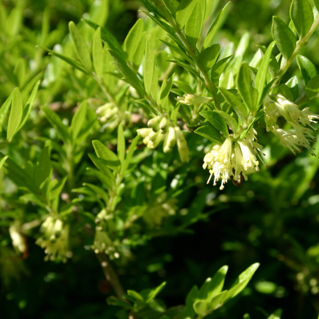 Talajtakaró lonc (Lonicera pileata ‘Tekeres’)