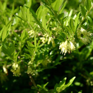 Talajtakaró lonc (Lonicera pileata ‘Tekeres’)