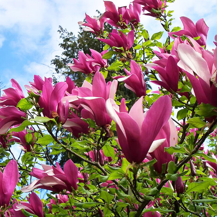 Liliomfa (Magnolia ‘Susan’)