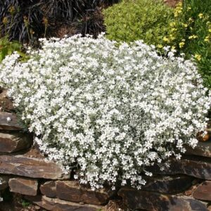 Molnárpántlika (Cerastium tomentosum)