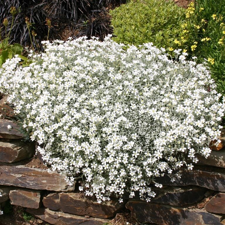 Molnárpántlika (Cerastium tomentosum)