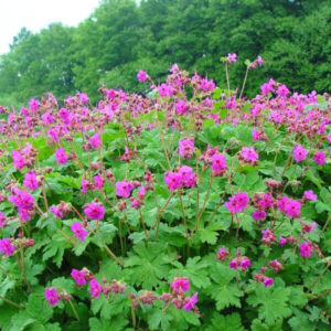 Illatos gólyaorr (Geranium macrorrhizum)