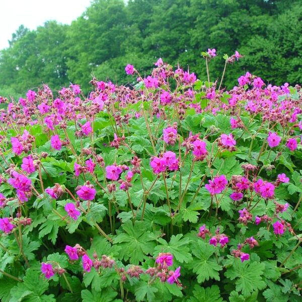 Illatos gólyaorr (Geranium macrorrhizum)
