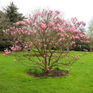 Illatos liliomfa (Magnolia ‘Heaven Scent’)