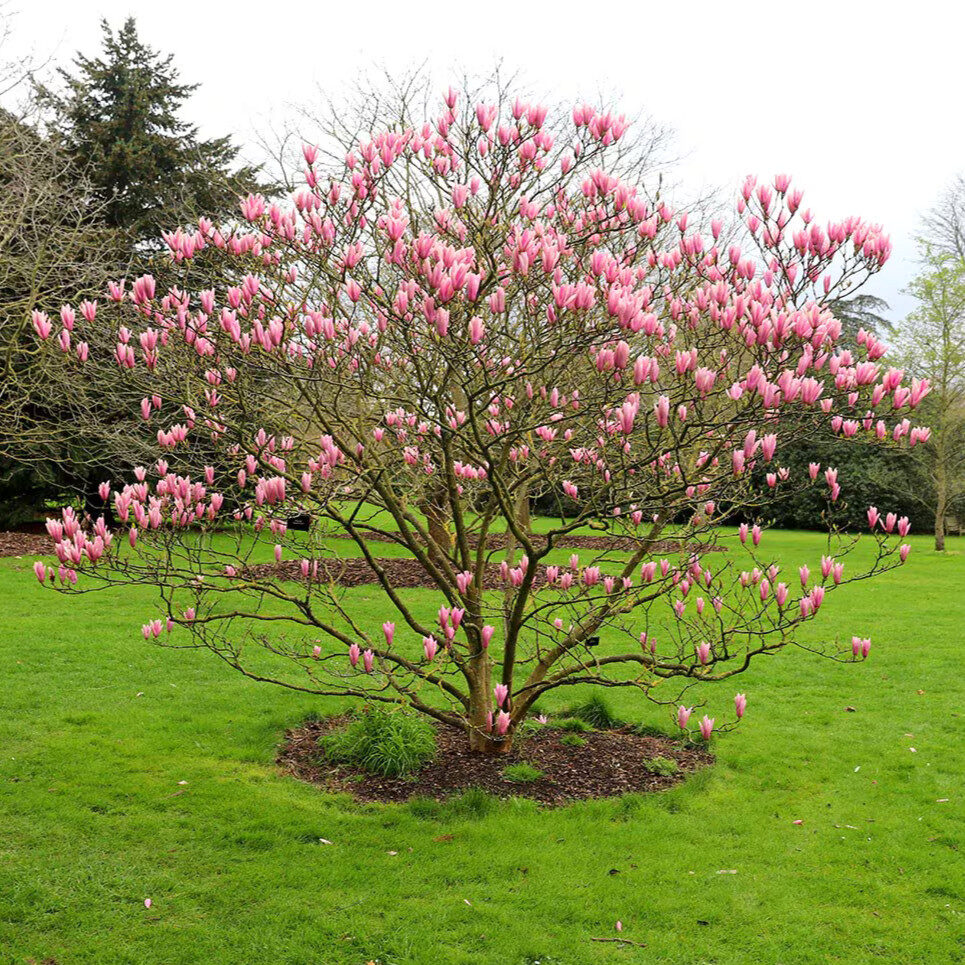 Illatos liliomfa (Magnolia ‘Heaven Scent’)