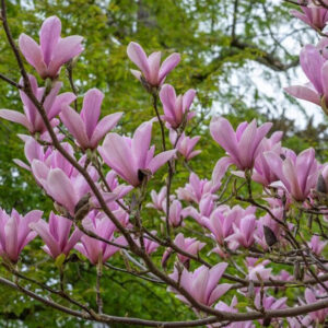 Illatos liliomfa (Magnolia ‘Heaven Scent’)