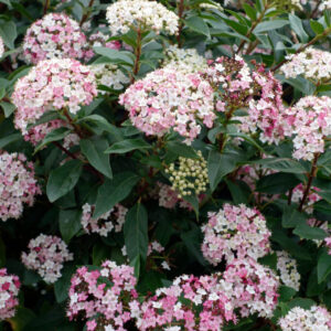 Örökzöld bangita (Viburnum tinus ‘Eve Price’)