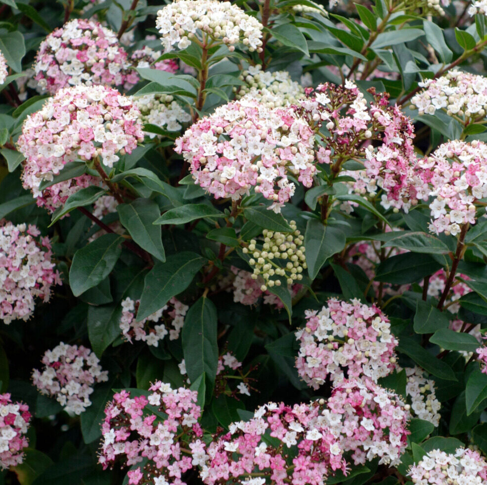 Örökzöld bangita (Viburnum tinus ‘Eve Price’)