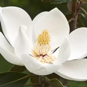 Örökzöld liliomfa (Magnolia grandiflora ‘Alta’)