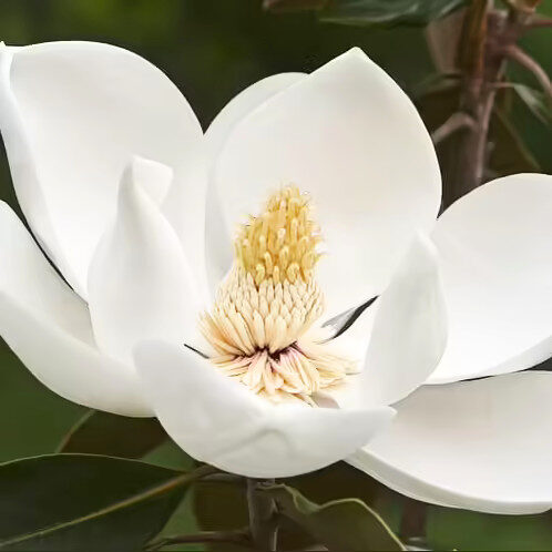 Örökzöld liliomfa (Magnolia grandiflora ‘Alta’)