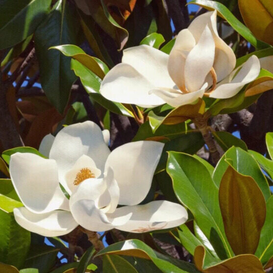 Örökzöld liliomfa (magnolia grandiflora ‘gallissionensis’)