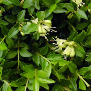 Fényeslevelű lonc (Lonicera nitida ‘Elegant’)