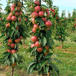 Oszlopos alma (Malus domestica ‘Rondo’)