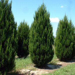 Oszlopos boróka (Juniperus virginiana ‘Spartan’)