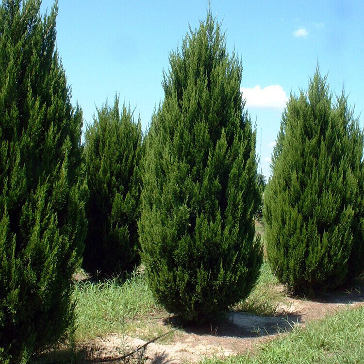 Oszlopos boróka (Juniperus virginiana ‘Spartan’)