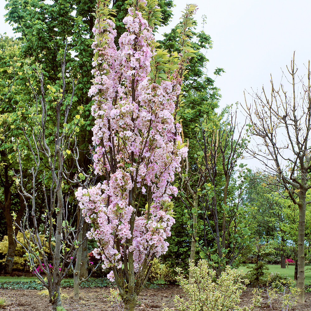 Oszlopos japán babérmeggy (Prunus serrulata ‘Amanogawa’)