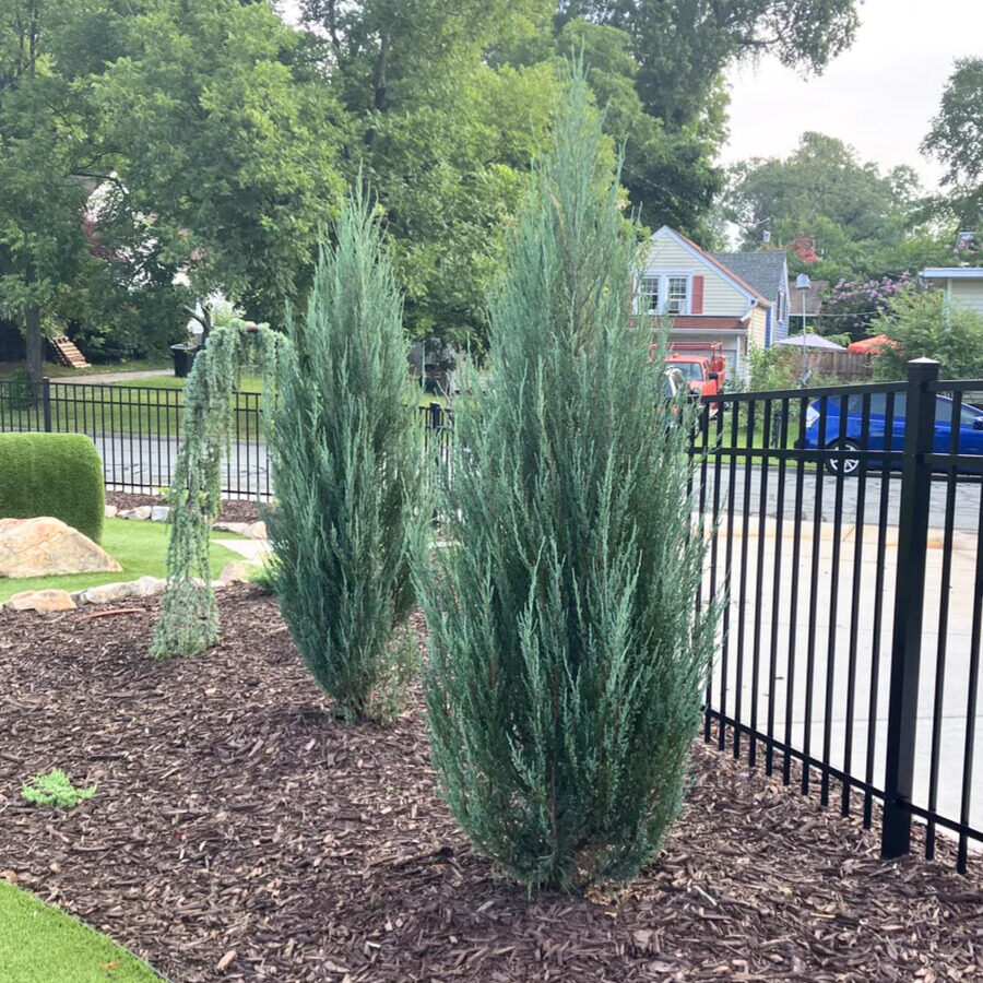 Oszlopos kék boróka (Juniperus scopulorum ‘Blue Arrow’)