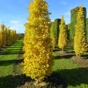 Oszlopos páfrányfenyő (Ginkgo biloba ‘Eiffel’)
