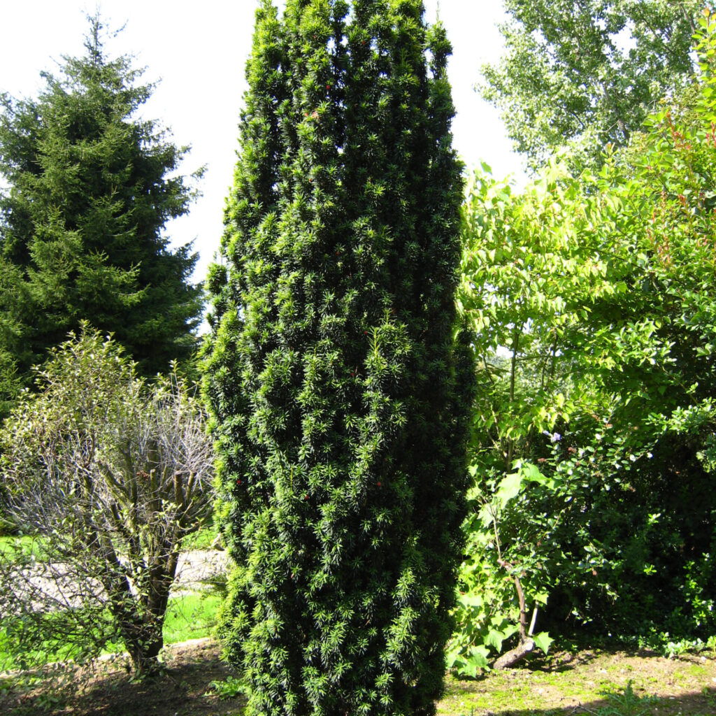 Oszlopos tiszafa (Taxus baccata ‘Fastigiata Cappenberg’)