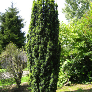 Oszlopos tiszafa (Taxus baccata ‘Fastigiata Cappenberg’)