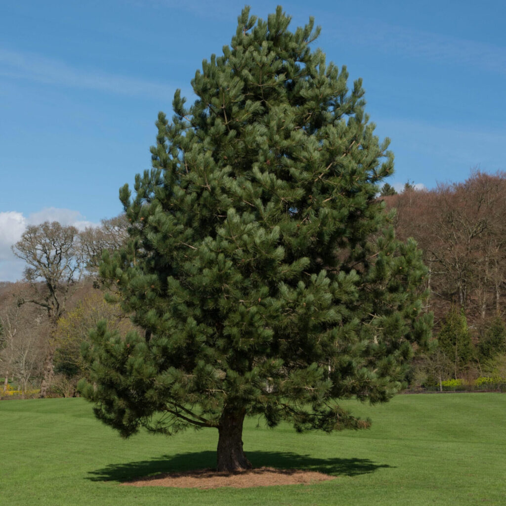 Fekete fenyő (Pinus nigra ‘Austriaca’)