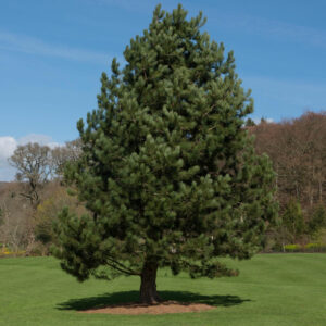 Fekete fenyő (Pinus nigra ‘Austriaca’)