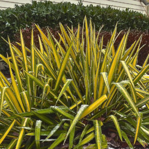 Pálmaliliom (Yucca flaccida ‘Golden Sword’)