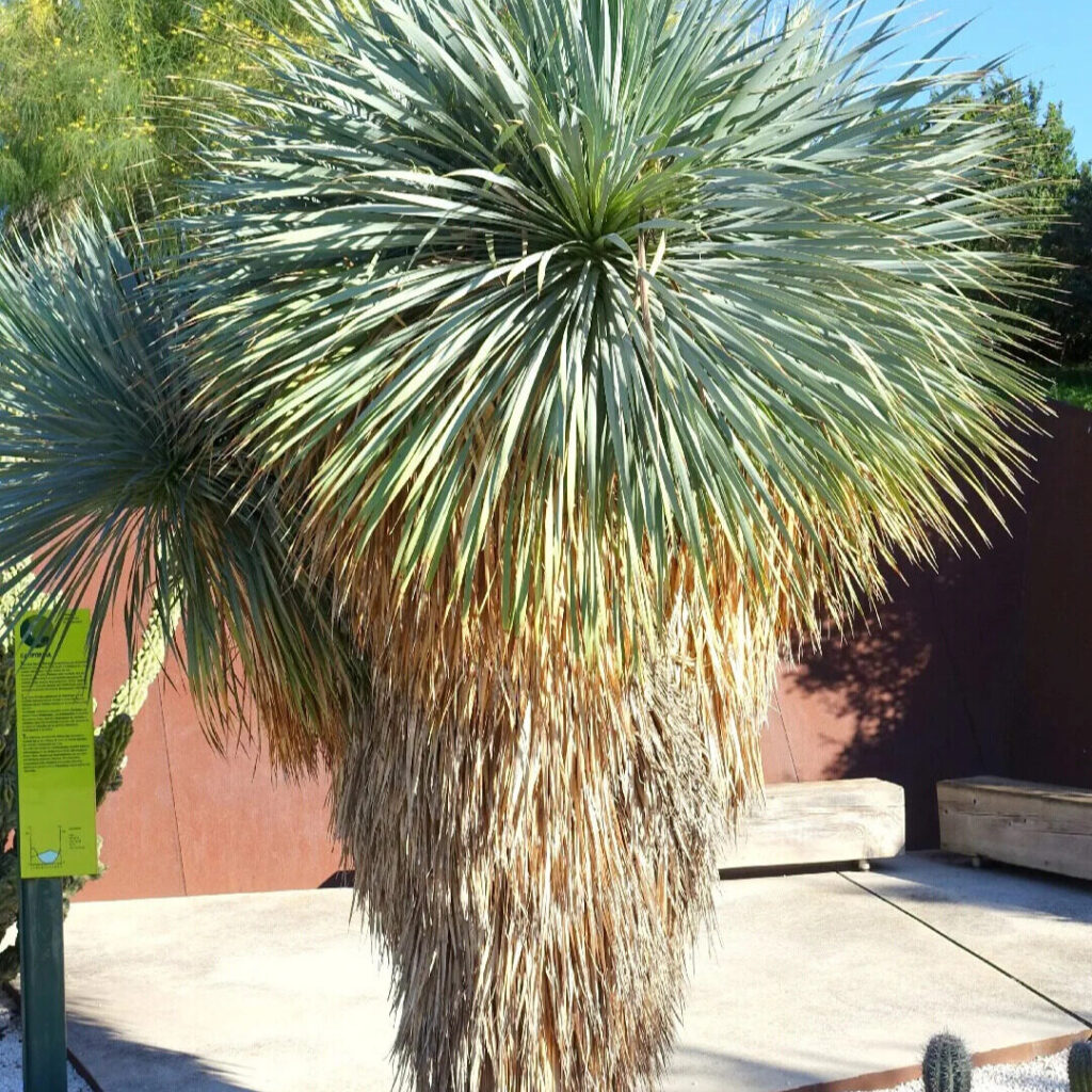 Kék pálmaliliom (Yucca rostrata) (túlkoros szoliternövény)