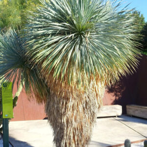 Kék pálmaliliom (Yucca rostrata) (túlkoros szoliternövény)