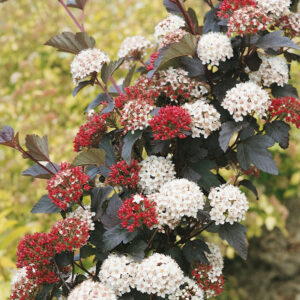 Hólyagvessző (Physocarpus opulifolius ‘Diabolo’)