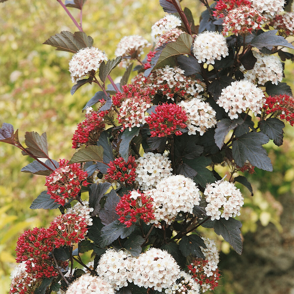 Hólyagvessző (Physocarpus opulifolius ‘Diabolo’)